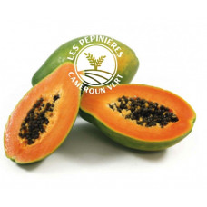 Goliath seeds - Calina F1 dwarf papaya