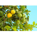 Sémenses de citronniers lime verts