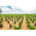 Plants de Palmiers à huile