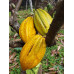 Sémences de cacao hybride (pieds)