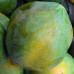 Semences de papaye SOLO de CYRILLE JARDIN BIO