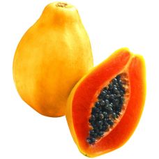 Semences de papaye SOLO de CYRILLE JARDIN BIO