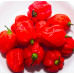 Hot pepper -piment en poudre